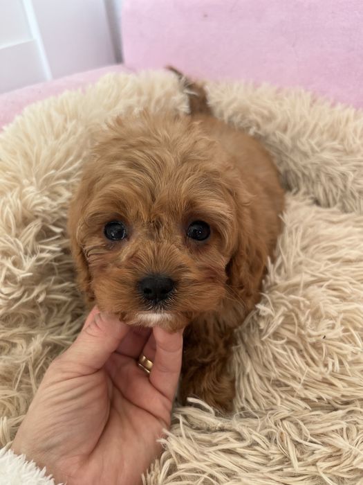 Piesek cavapoo rudy