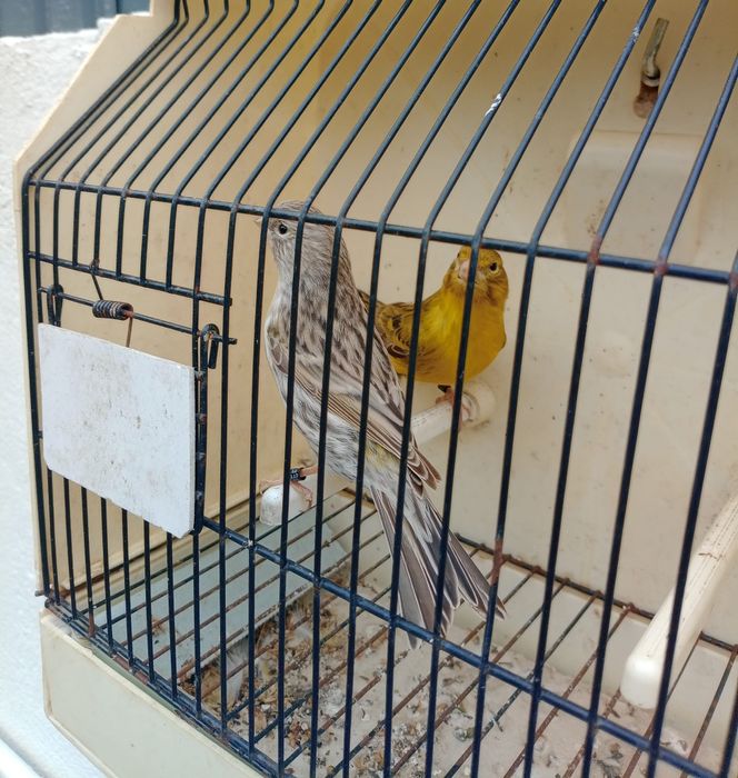 Canários (Yorkshire, Ágata, Mosaicos e outros)