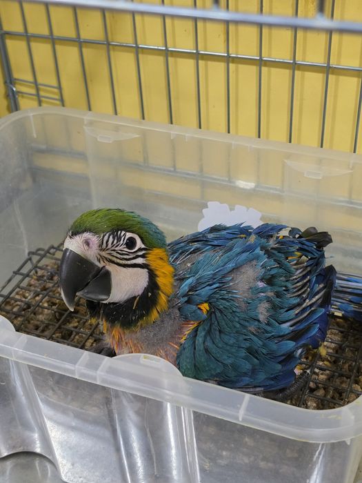 Arara Ararauna Fêmea 1 mês e meio  para criar a mão