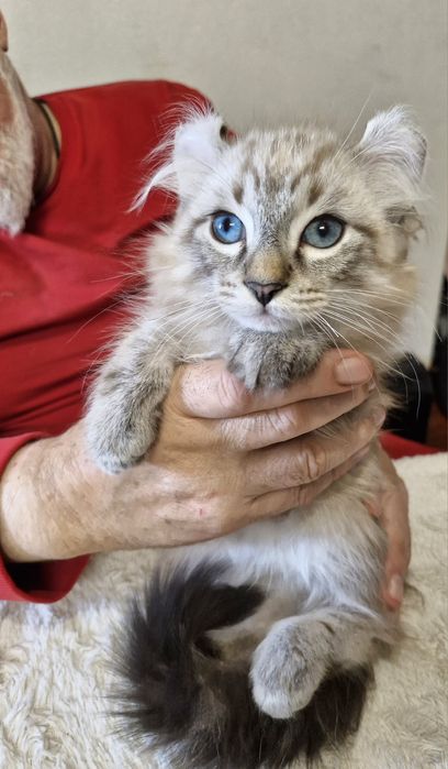 Curl American  point z ciemno chabrowymi oczkami