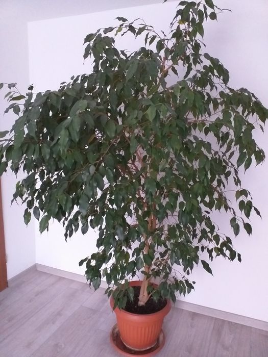 Sprzedam kwiat Beniamin