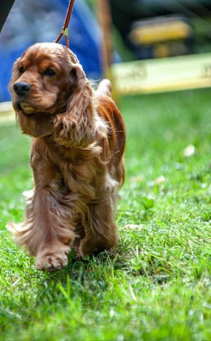 Англійський кокер спанієля