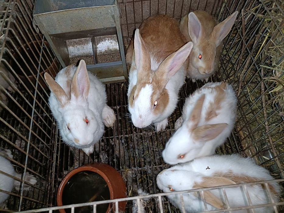 Vendo  Coelhos caseiros