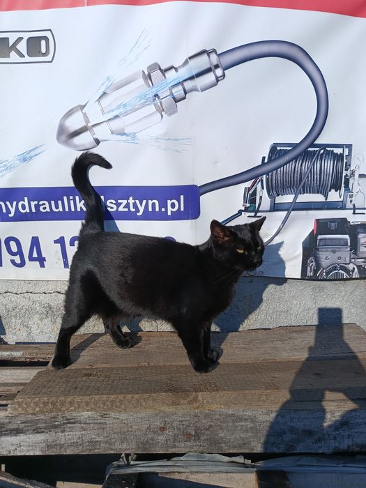 Bezdomna koteczka szuka domu