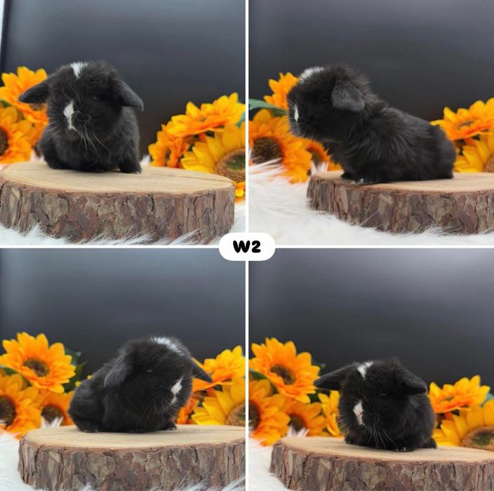 Króliki  Mini Lop