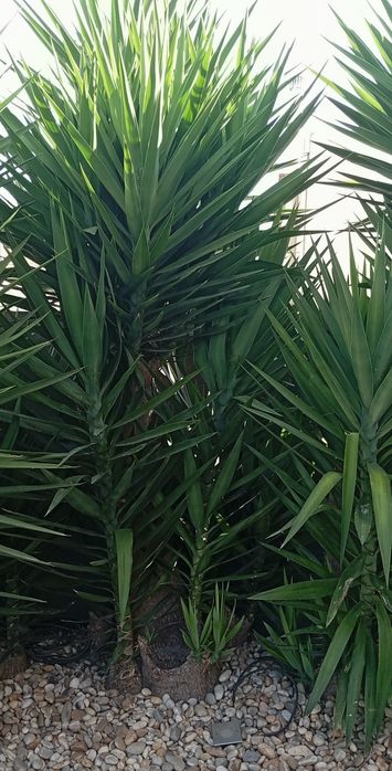Yucca plantas verdes