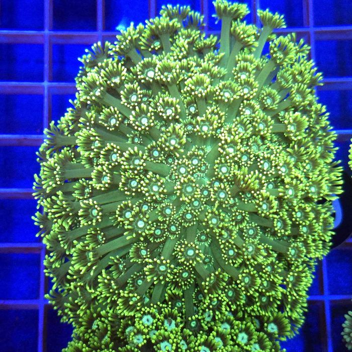 Goniopora Premium matecznik WYSIWYG #35