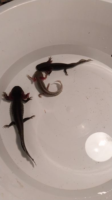 Axolotes Bebes para venda