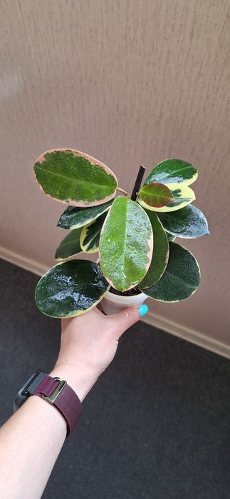 Хойя Australis Blondie(Аустралис Блонди)