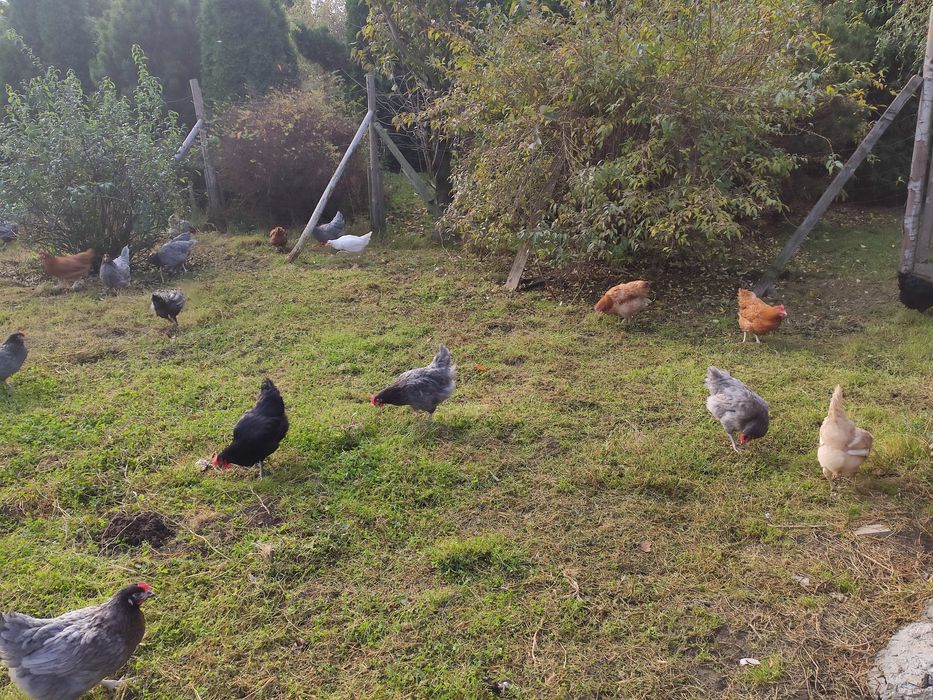 Jaja, jajka wiejskie od szczęśliwych kur.