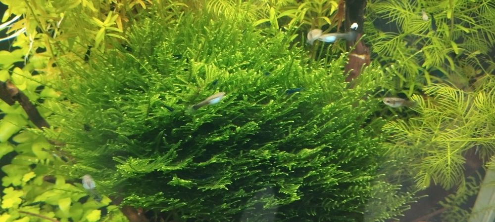 Mech do akwarium - erect Moss.