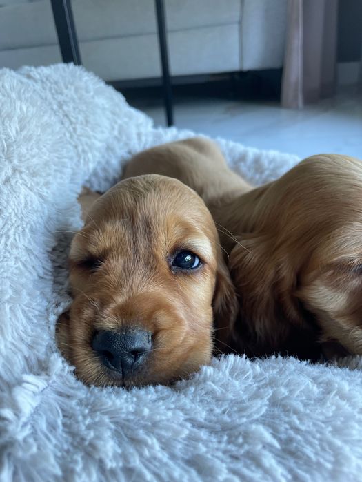 Cocker Spaniel Angielski