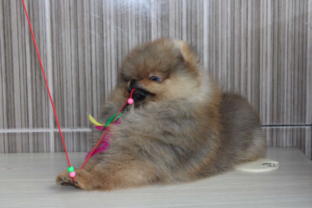 Продам щеночков померанского Шпица