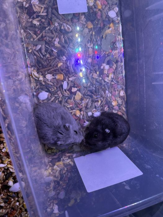 Джунгарики хом'яки