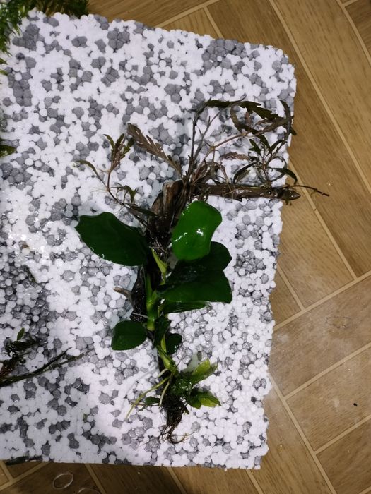 Kompozycja do akwarium