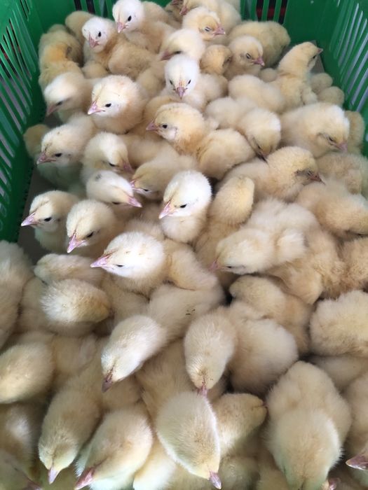 Бройлер на лютий