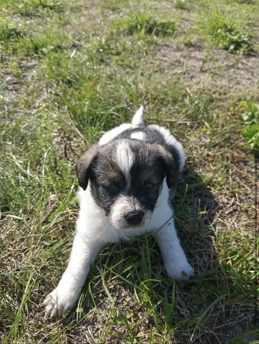 Oddam pieski w dobre rece