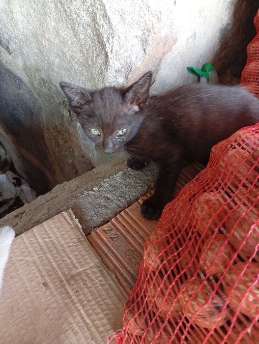 Gatos para adoção