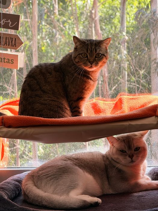 Cama de janela para gato
