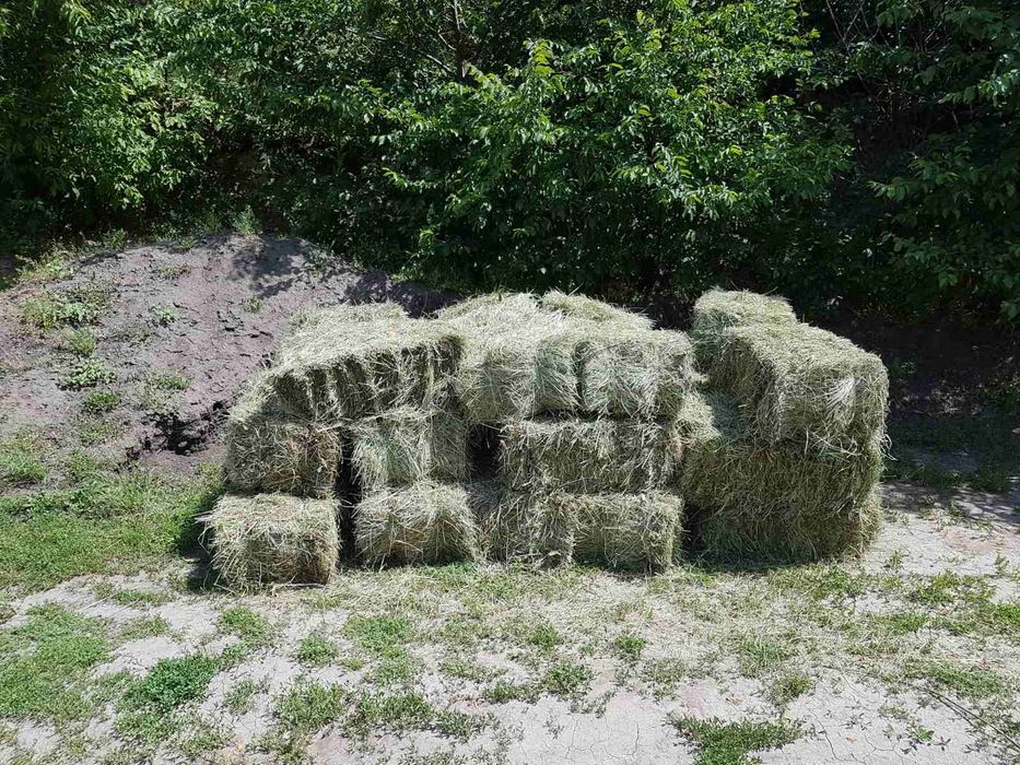 Продам лугове сіно