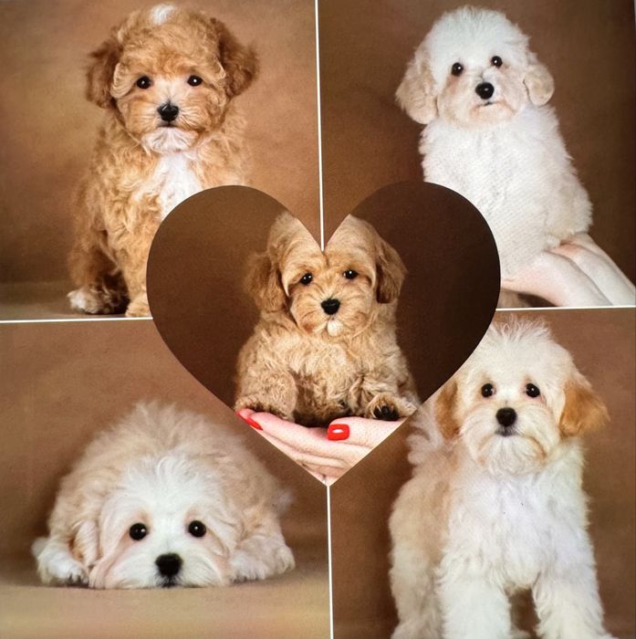 Чарівна цуцики мальтіпу в наявності