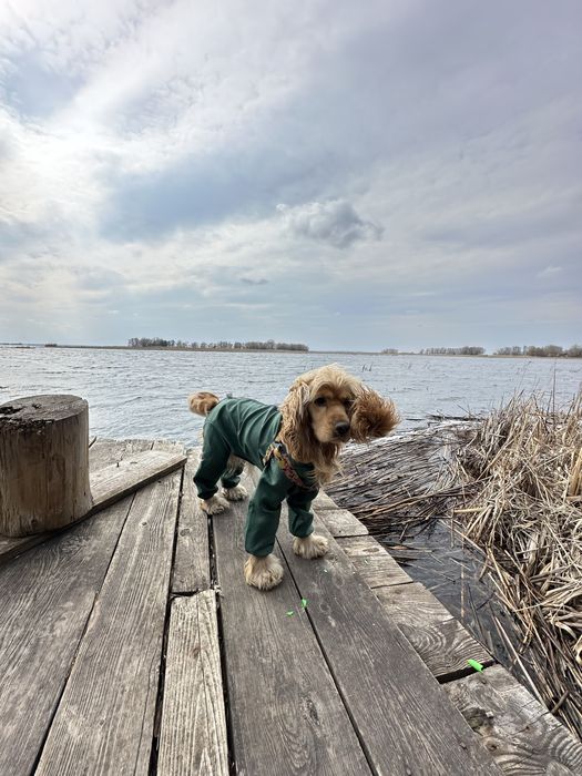 Вʼязка англійський кокер-спаніель