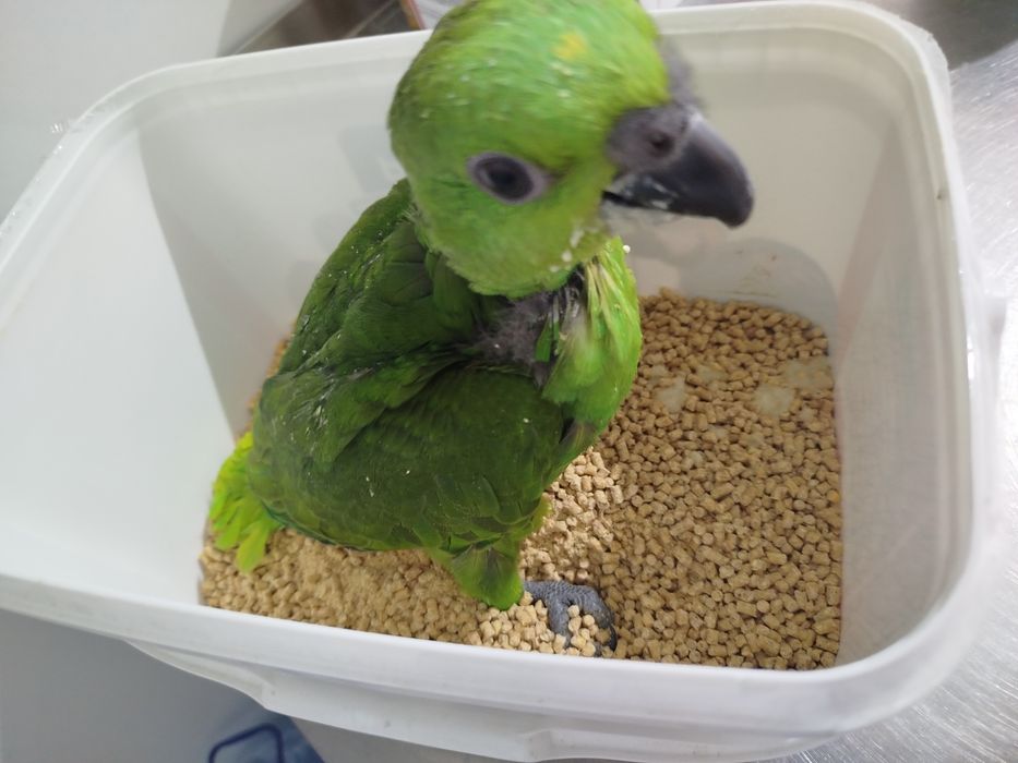 Amazona auropalliata