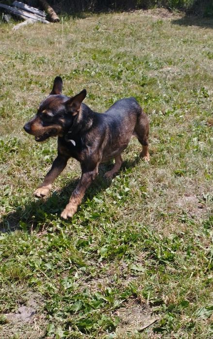 Rufus w typie teriera niemieckiego