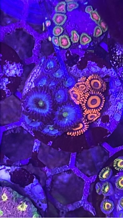 Frags zoanthus e mini colonias