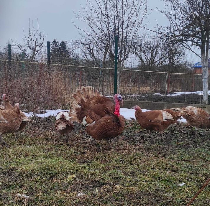 Індики Бурбони 12 місяців