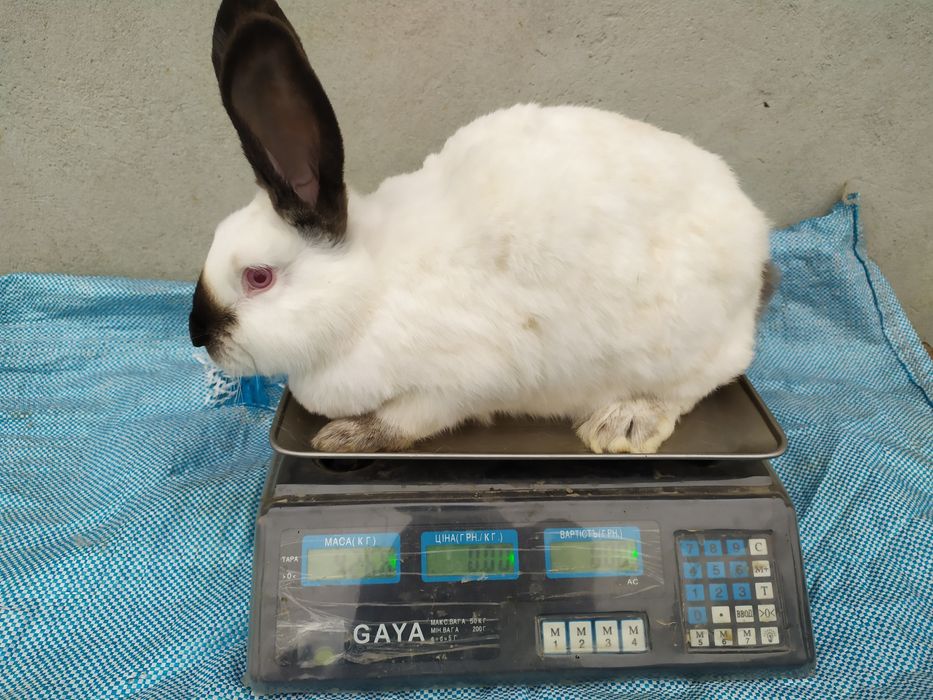 Продаю кролі каліфорнія