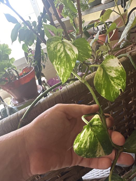 Epipremnum aureum "Sungold"