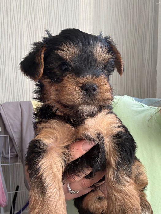 Доступні під бронь Щенятка любов у вашу сімʼю Йорк Йоркширський терьер