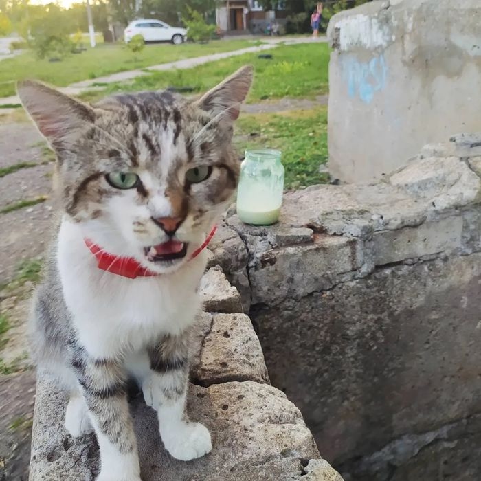 Отдам кота лесного окраса, 2 года