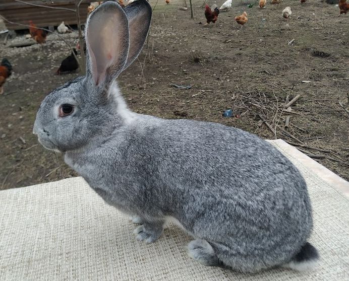 Кролики Шиншила самиці і кроленятка