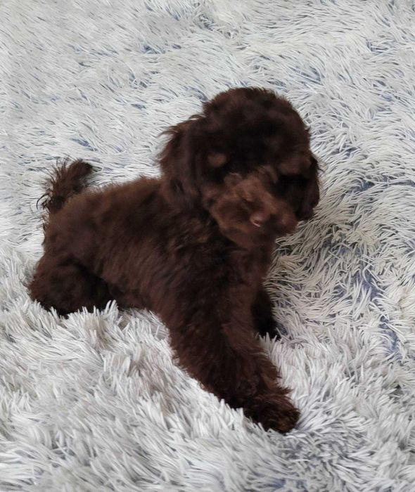 Неймовірний позитивчик- хлопчик шоколад породи Той пудель з Києва