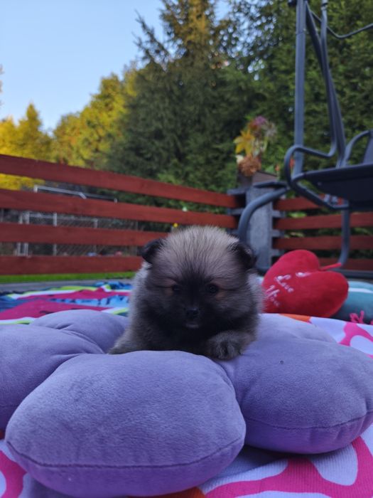 Szpic miniaturowy - pomeranian - piękna suczka