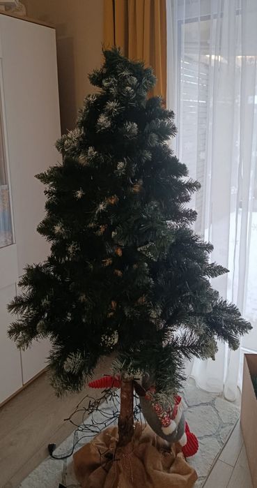Sprzedam choinkę na pniu 165cm
