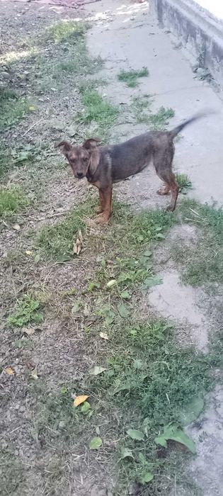 Кармен, стерилізована, один рік