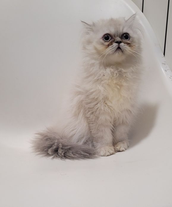 Gatinha persa linda
