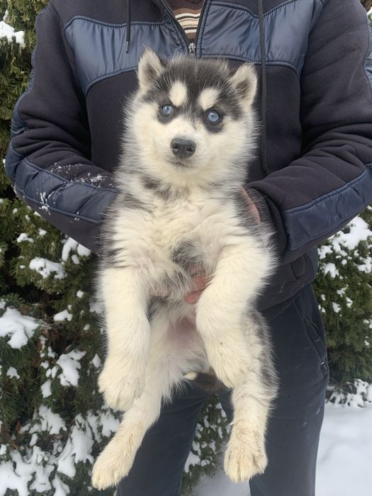 Продам цуценят Сибірської Хаскі