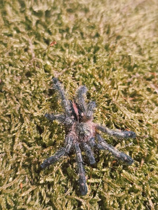 Ybyrapora diversipes L1