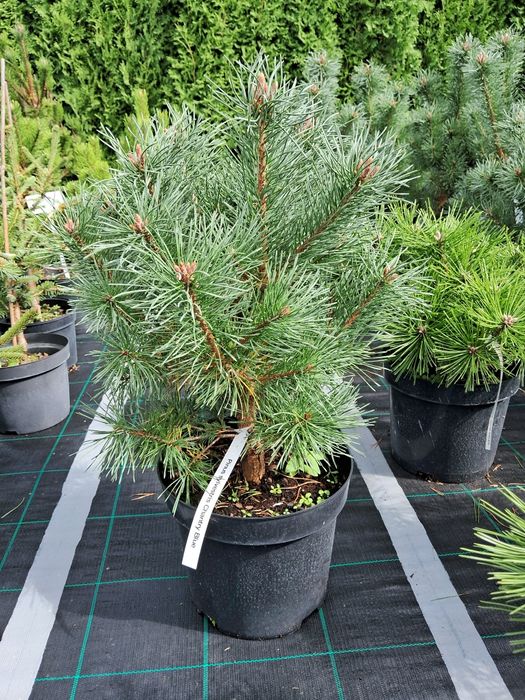 сосна щеплена /сосна привитая