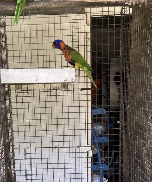 Trichoglossus rubritorquis