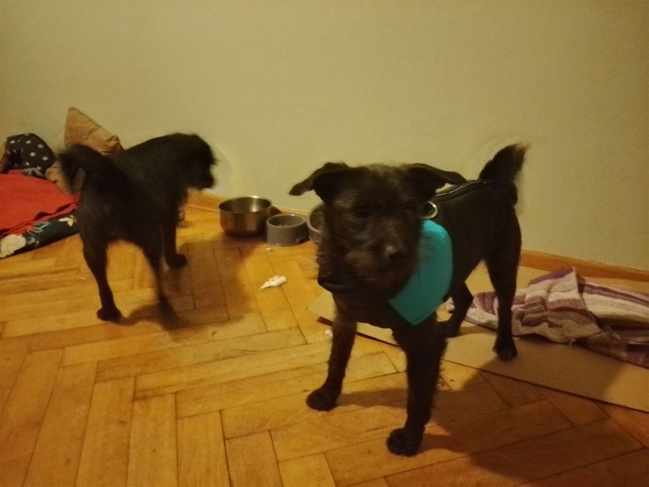 Ali suczka z interwencji do adopcji