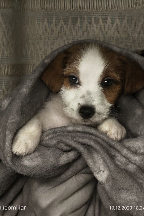 Цуценятко Пес Патрон