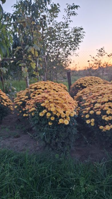 Хризантема мультифлора