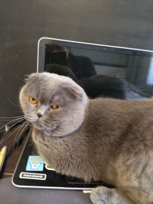 Самый красивый шотландский котейка вязка