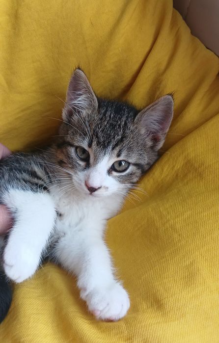 Маленькая котёнок девочка ищет дом! Котята в хорошие руки!