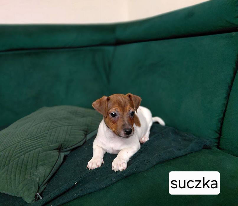Jack Russel terrier
